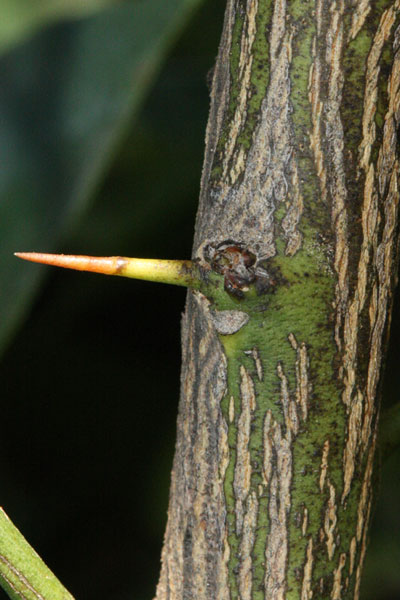 thorns straight